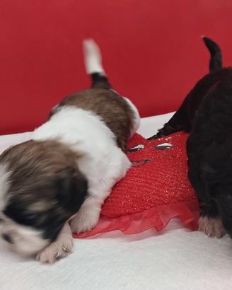 cuccioli di shihztu 