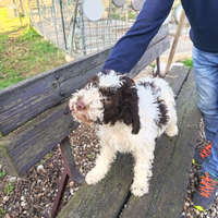Lagotto Romagnolo