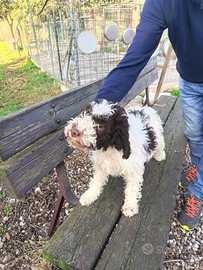 Lagotto Romagnolo