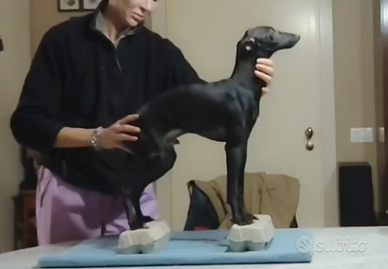 Piccolo Levriero Italiano - Maschio nero, 6 mesi