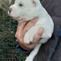 Cuccioli di pastore Asia centrale