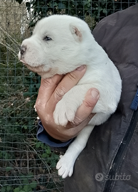 Cuccioli di pastore Asia centrale