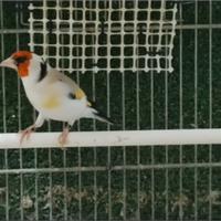 Cardellini mayor maschi