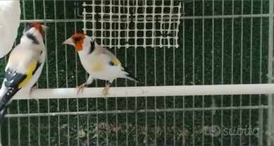 Cardellini mayor maschi