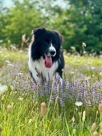 Border Collie maschio per monta con pedigree