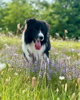 Border Collie maschio per monta con pedigree