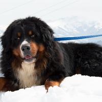Bovaro del bernese disponibile per monte