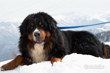 Bovaro del bernese disponibile per monte