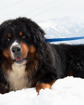 Bovaro del bernese disponibile per monte