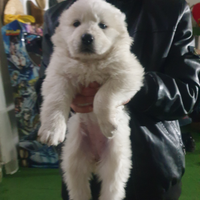 Cuccioli pastore maremmano abruzzese giganti