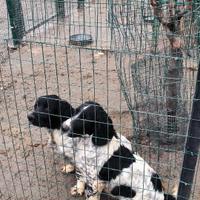 Cuccioli Springer espaniel maschi