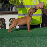 American Pit Bull Terrier