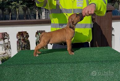 American Pit Bull Terrier