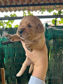 Cuccioli di Golden Retriever con pedigree ENCI