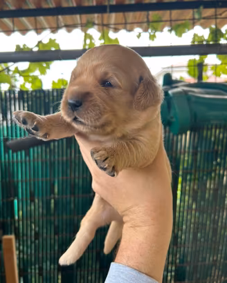 Cuccioli di Golden Retriever con pedigree ENCI