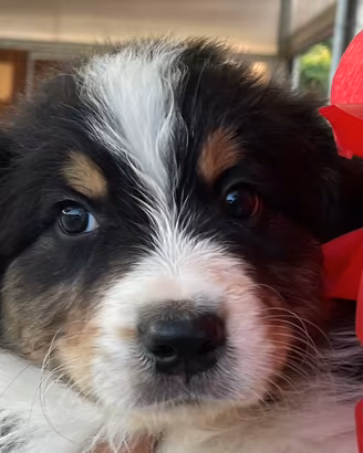 Vendita cuccioli