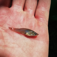 Pesci gambusie mangiano zanzare