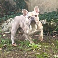 Monta bulldog francese