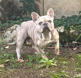 Monta bulldog francese
