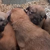 Cuccioli pastore asia centrale