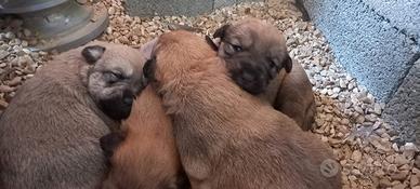 Cuccioli pastore asia centrale