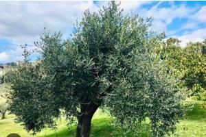 Terreno più olivi