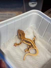 Geco Ciliatus