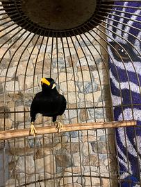 Merlo indiano parlante