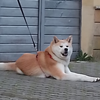 Akita inu