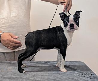 Splendido cucciolo boston terrier,allevamento enci