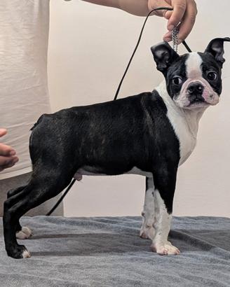 Splendido cucciolo boston terrier,allevamento enci