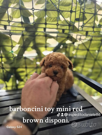 Barboncini mini toy varie colorazioni anche a rate