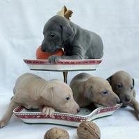 Piccolo levriero italiano