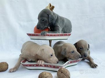 Piccolo levriero italiano