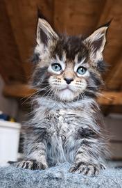 Maine coon