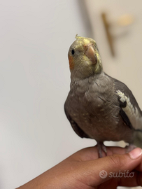 Pappagallo calopsitta