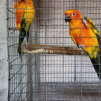 Pappagalli conuri del sole