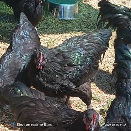 Galli Australorp in purezza di 6 mesi