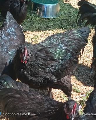 Galli Australorp in purezza di 6 mesi