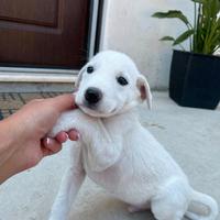 Chase, simpaticissimo cucciolo taglia media