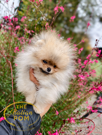 Spitz nano (Pomerania) pedigree Enci taglia Mini