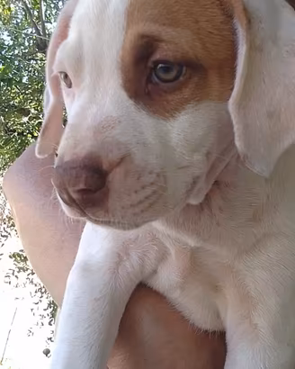 cucciolo amstaf  3 mesi
