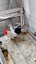 Coppia chabo nagasaki giovani pronti per covate