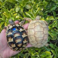 Testudo hermanni marginata graeca & Tm Albine