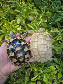 Testudo hermanni marginata graeca & Tm Albine