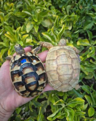 Testudo hermanni marginata graeca & Tm Albine