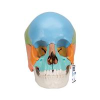 3B Scientific® Modello di Cranio Umano Anatomico