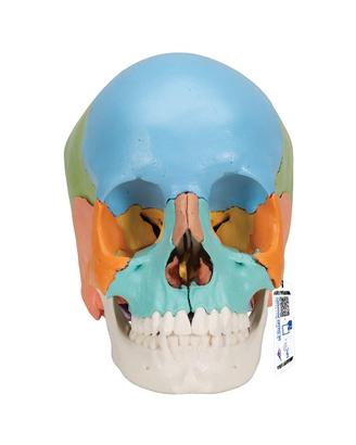 3B Scientific® Modello di Cranio Umano Anatomico