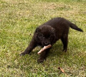 Cucciole cane da Pastore della Lessinia