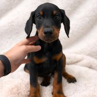 Cucciolo di Dobermann